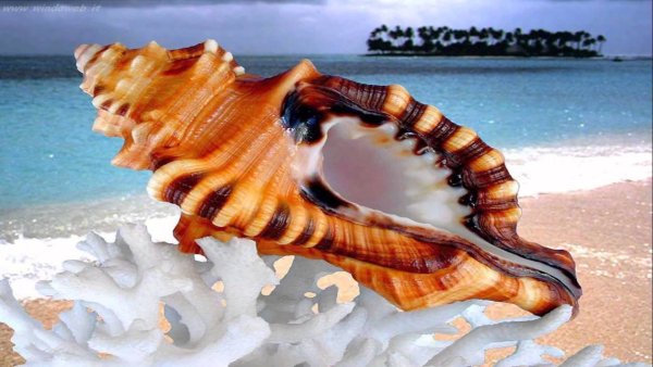 Большие красивые ракушки