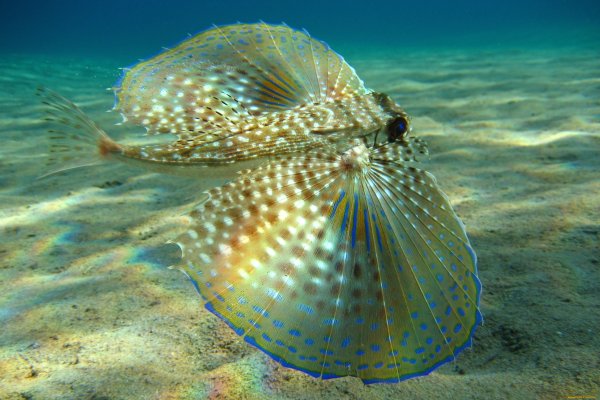 Дерево в Мертвом море