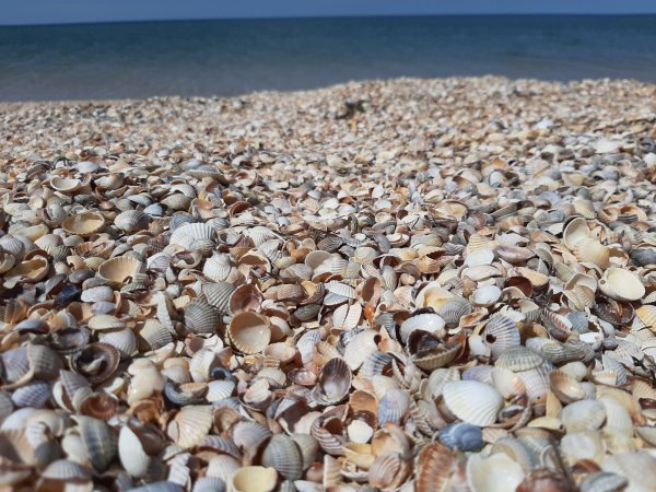 Тамань станица Голубицкая