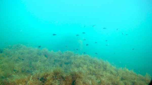 Флора дна Азовского моря