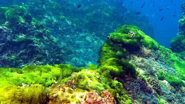 Морской подводный пейзаж