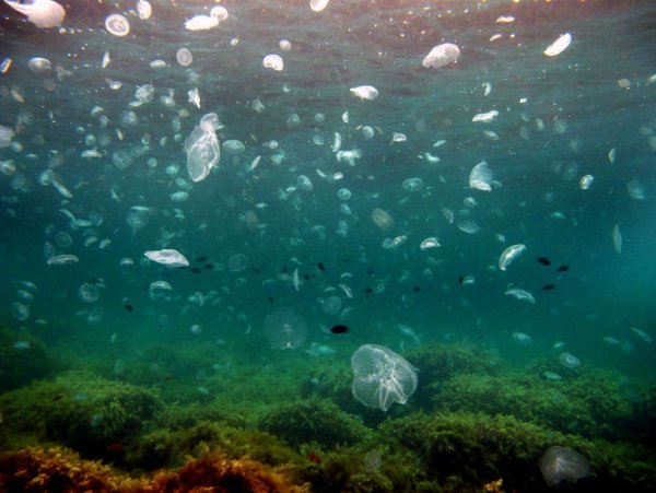 Морской мир черного моря