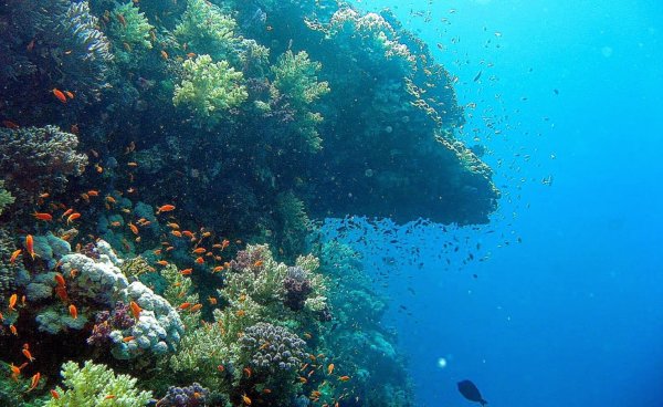 Океан под водой