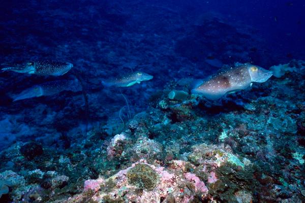 Берингово море дно