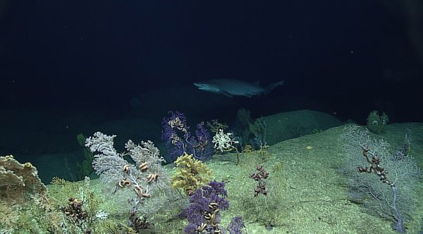 Тихий океан Марианская впадина дно