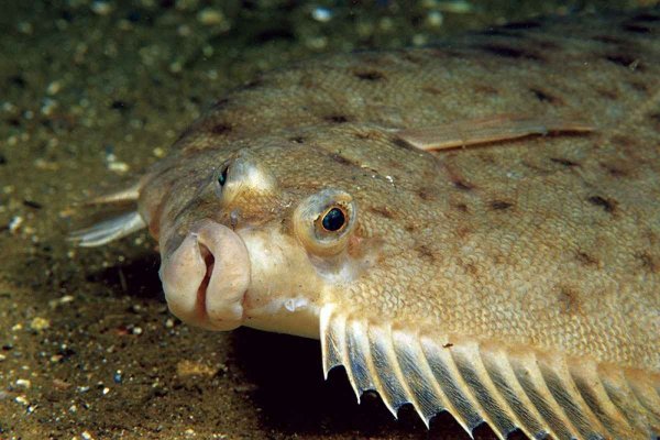 Каббала рыба