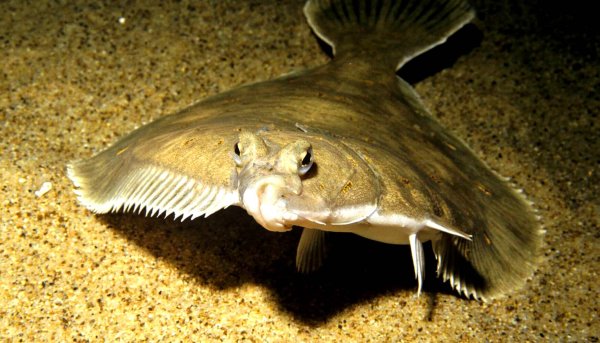 Морской ёрш камбала