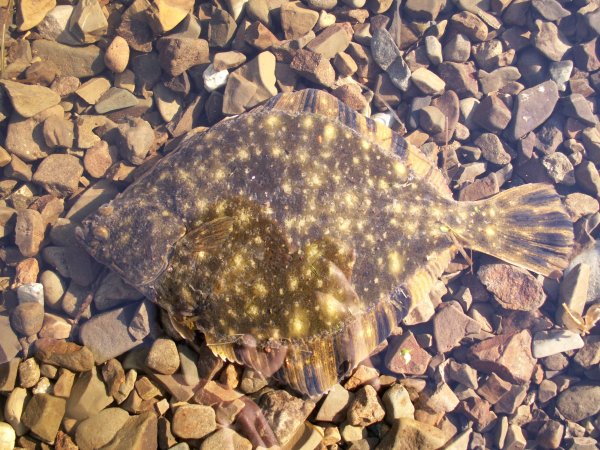 Рыба камбала