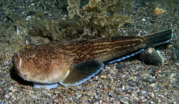 Звездочет рыба черное море