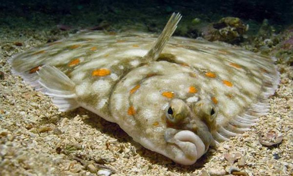 Камбала pleuronectes platessa