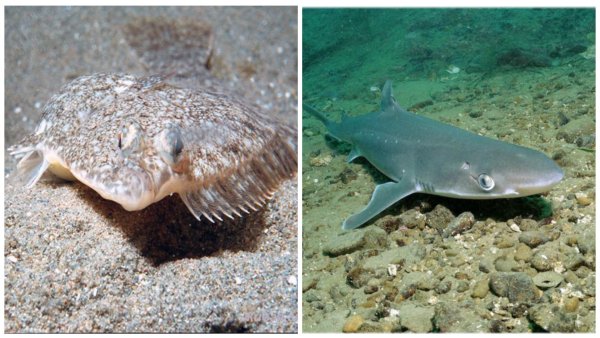 Катран Черноморский