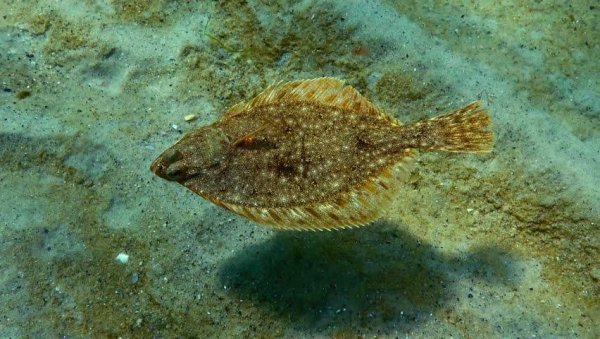 Камбала глосса Черноморская