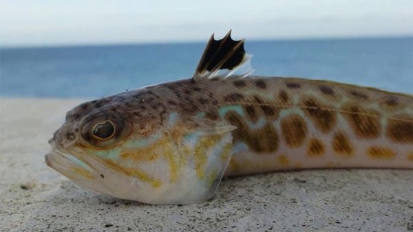 Рыбы обитающие в черном море