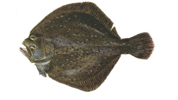 Морская рыба камбала