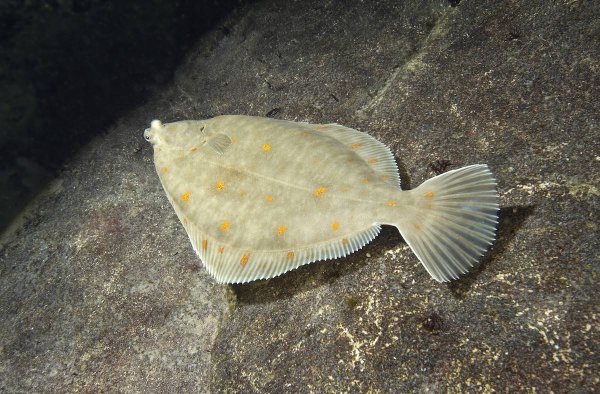 Барабуля султанка