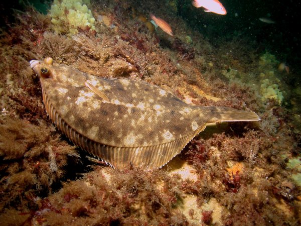 Окунь Берекс