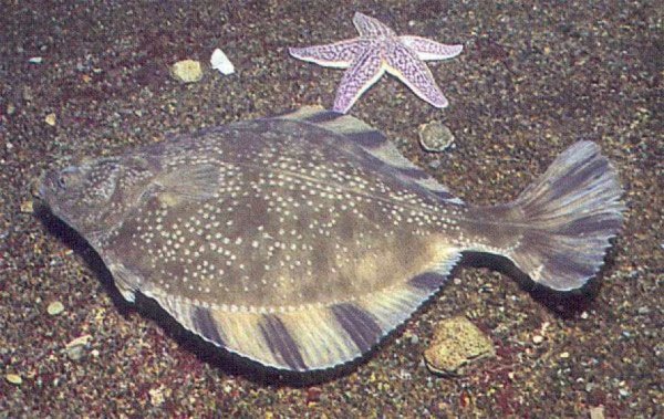 Рыба луфарь в черном море