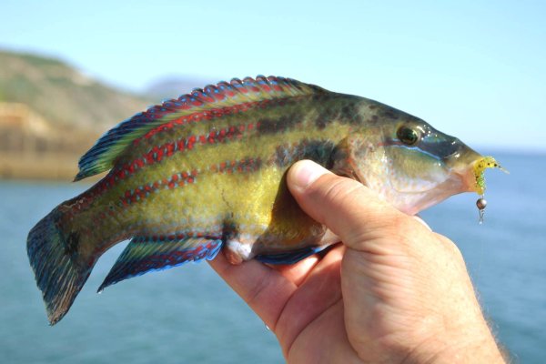 Бычок рыба Черноморский