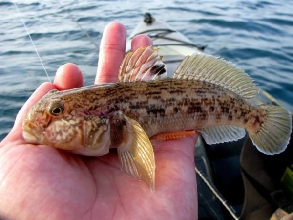 Морской дракон рыба черного моря