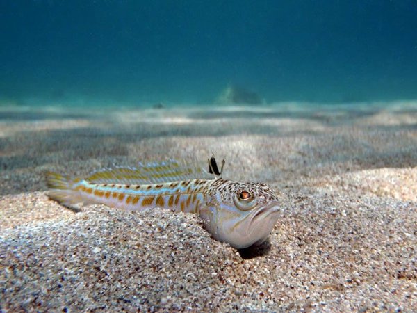 Parablennius sanguinolentus