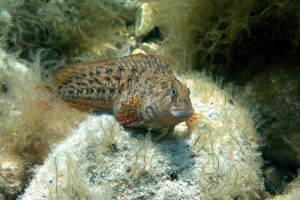 Ласкирь морской карась