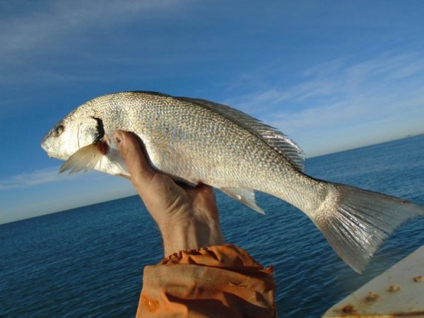 Виды рыб в черном море