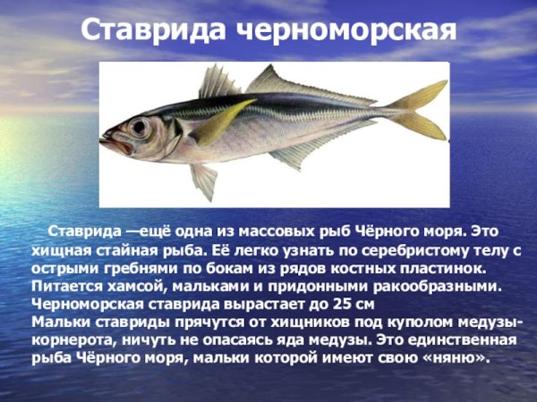 Ставрида Черноморская