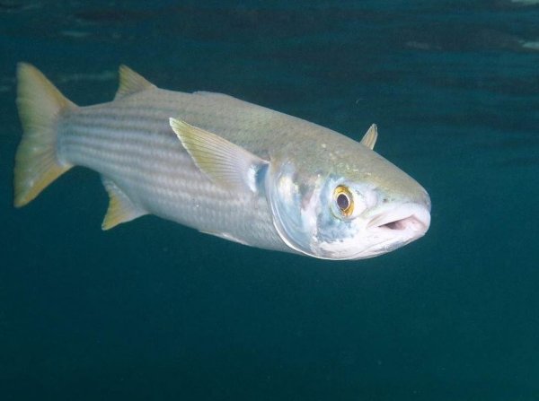 Ставрида Черноморская