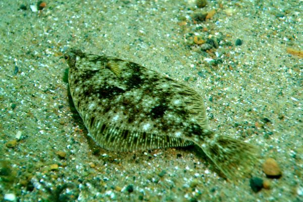 Барабулька султанка