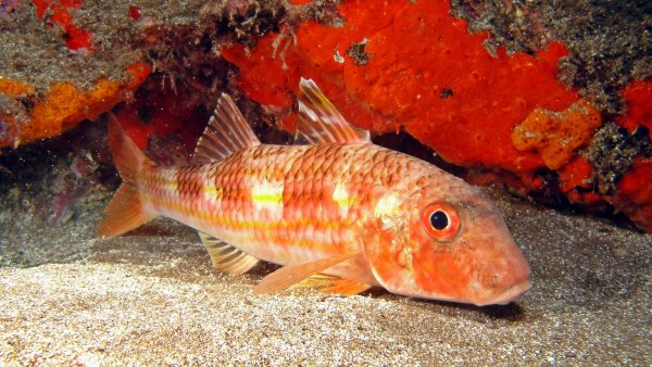 Промысловые рыбы Азовского моря