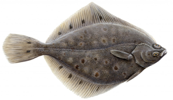 Черноморская рыба Звездочет