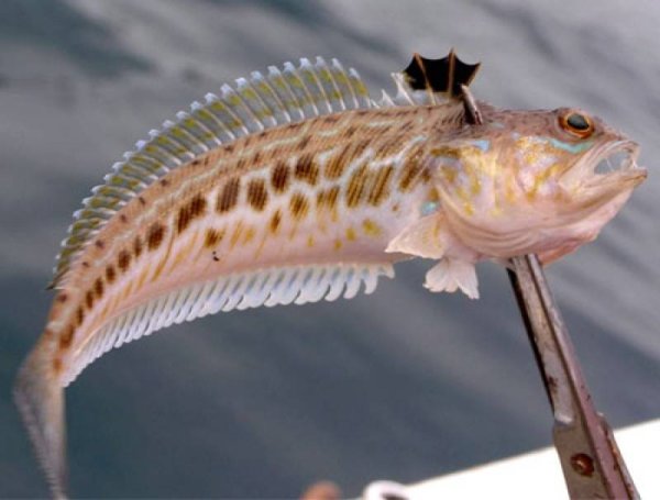 Бобырь рыба в черном море