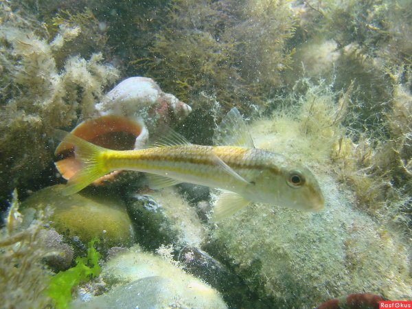 Звездочет рыба черное море