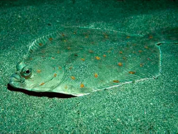 Барабулька султанка