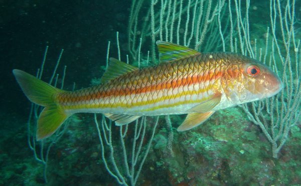 Кефаль остронос