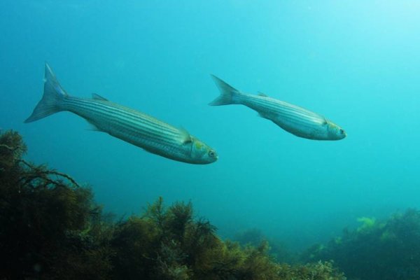 Звездочет рыба черное море
