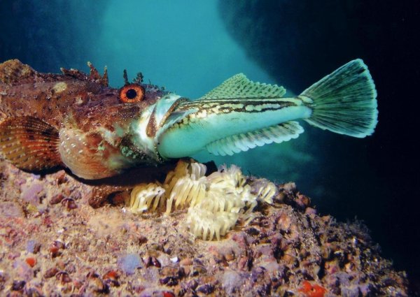 Морской Ерш скорпена черное море