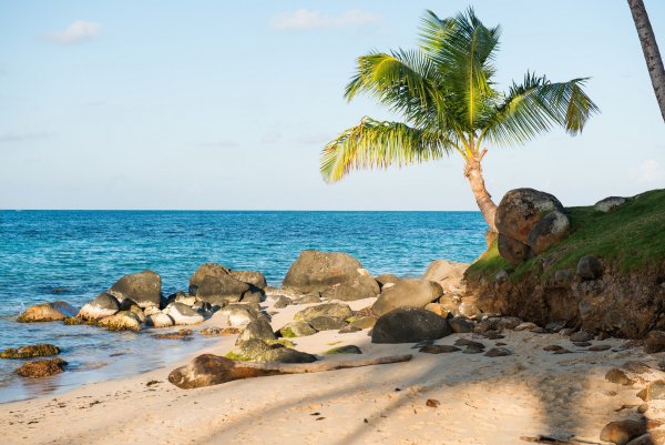 Море пальмы камни песок