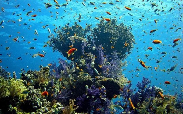 Аравийское побережье красного моря