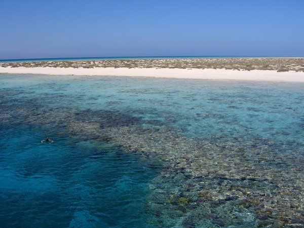 Коралловый риф в Шарм Эль Шейхе