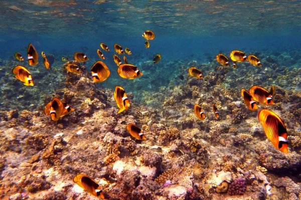 Шарм-Эль-Шейх подводный мир