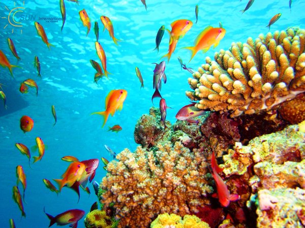 Красное море Египет Хургада