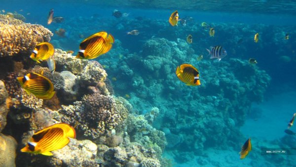 Египет снорклинг красное море