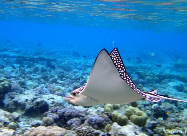 Шарм-Эль-Шейх подводный мир красное море