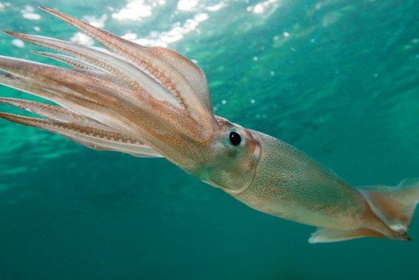 Дальневосточный морской заповедник обитатели