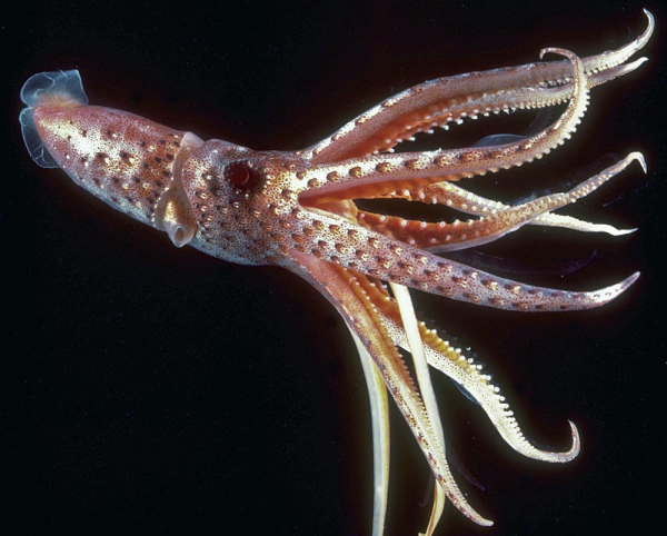 Кальмар Lolliguncula Brevis