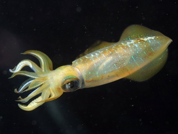 Todarodes pacificus