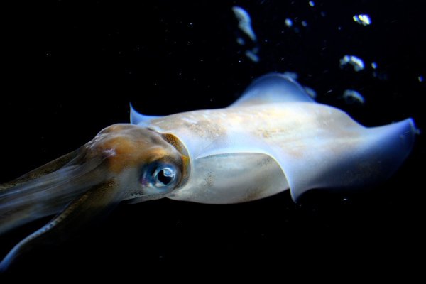 Sthenoteuthis Pteropus