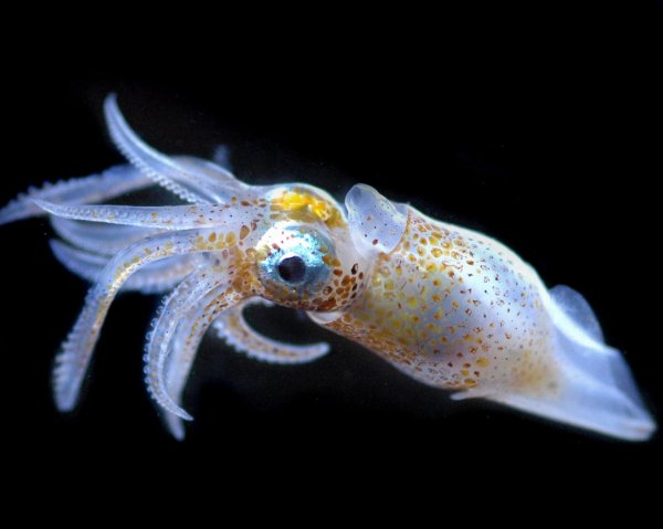 Cycloteuthis akimushkini