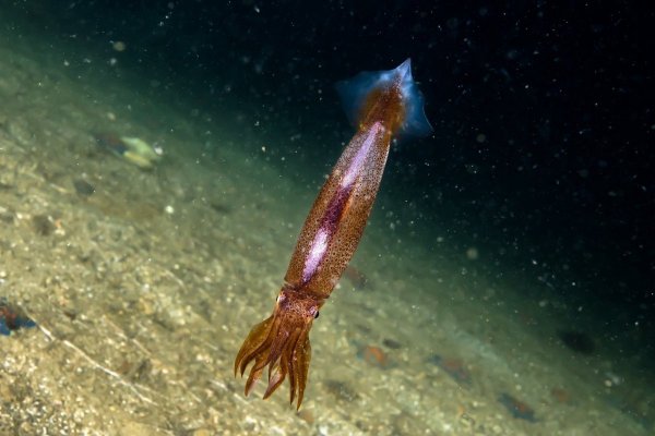 Тихоокеанский кальмар (todarodes pacificus)